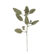 Indaba - Eucalyptus Stem Sage