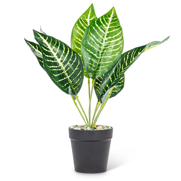 Abbott Medium Leaf Plant